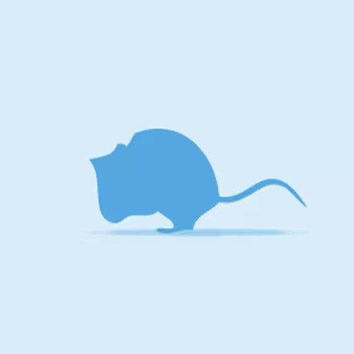 Frozen large mice - frozen, 21-30g