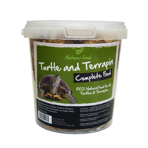 Reptile world turtle - reptile,