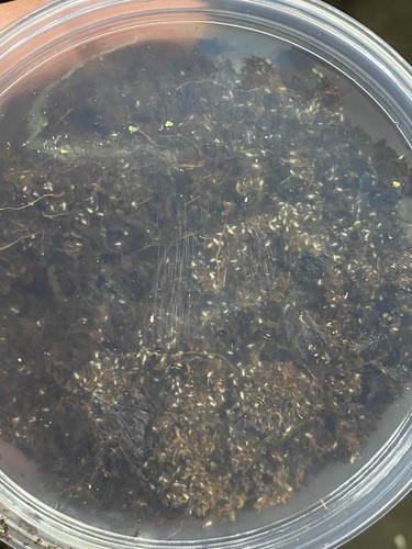 100g live springtail colony - live,