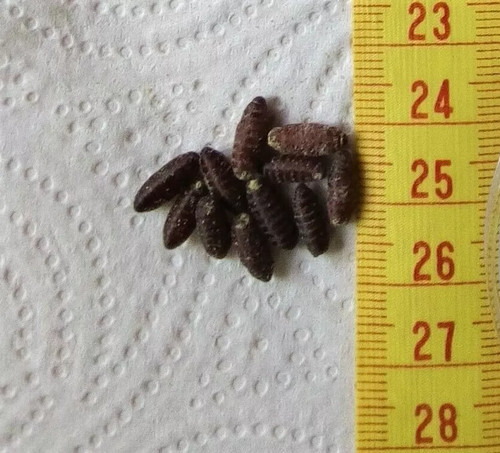 Dry fly pupae - , casters;