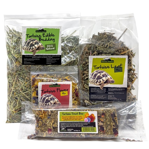 Reptile world tortoise - reptile,