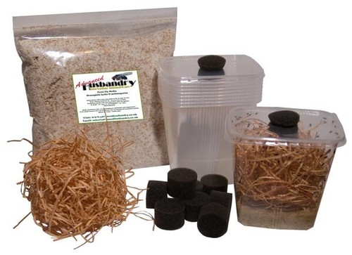 Fruit fly culture kits - fly,