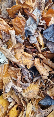 Bioactive leaves only new leaf - only,