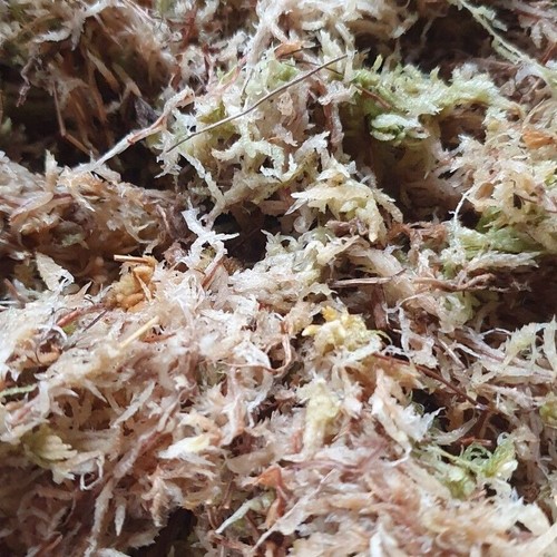 Sphagnum moss for - sphagnum, reptiles