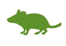 Swell Reptiles | Frozen Mice