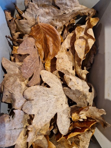 50x bioactive dried - 50x, oak