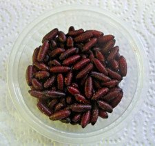 60 Dried Fly Casters Green /