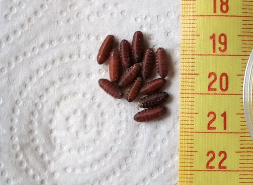 Dry fly pupae casters green - fly,
