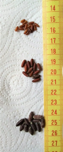 Fly pupae casters - fly, pupae/casters