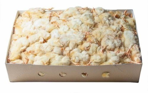 10kg frozen chicks falconry - 10kg,