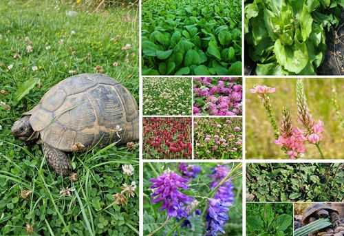 Tortoise food seed mix 500 - mix, 500+