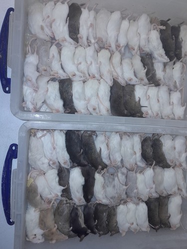 Frozen reptile food - ., chicks