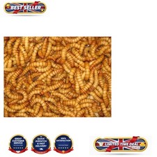 Nutritious Live Mealworms for