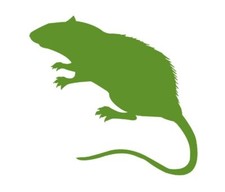 Swell Reptiles | Frozen Rats